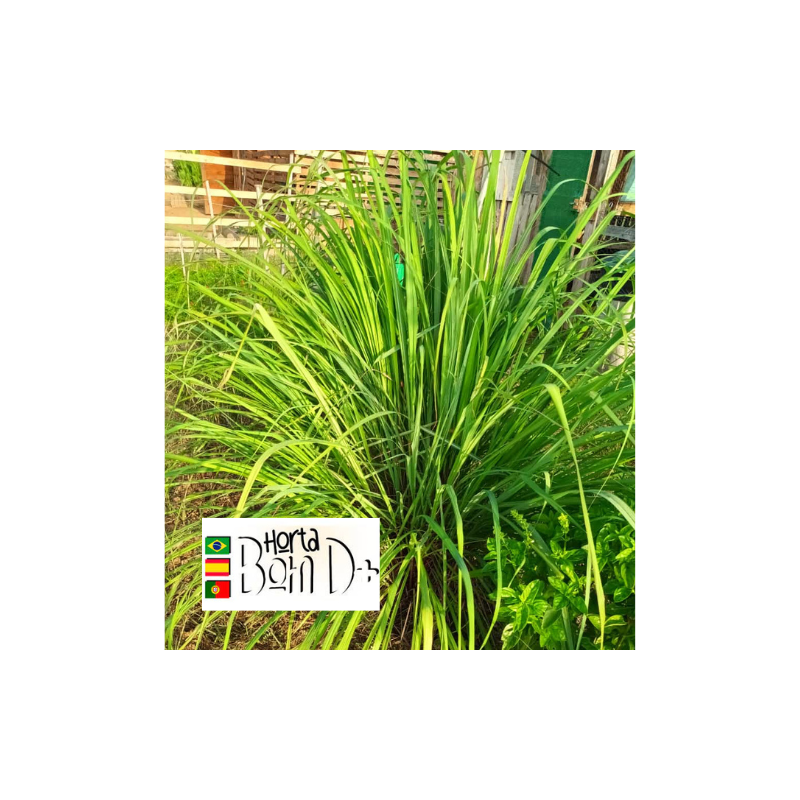 Capim Santo (Manojo)