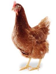 Galinha Caipira (Abatida e Limpa)