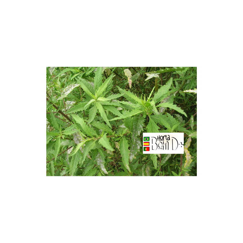 Mastruz Natural  Hojas