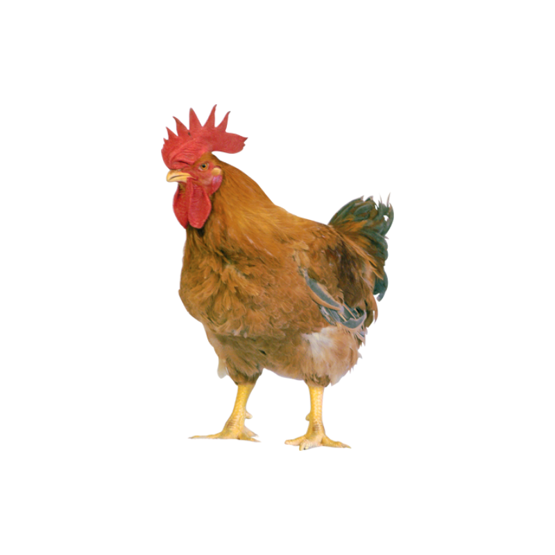 Frango Caipira(Abatido y Limpo)