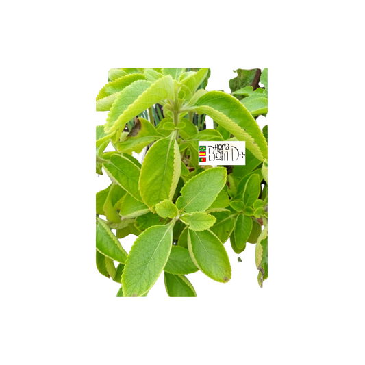 Boldo Natural  Hojas  100gr