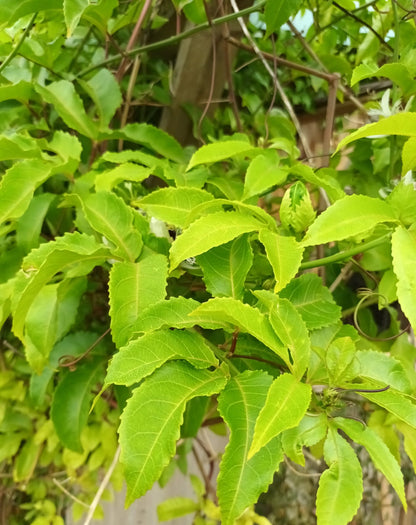 Maracujá  Natural 🇧🇷 (1kg.)