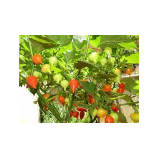 Pimenta Biquinho Verde( Natural )