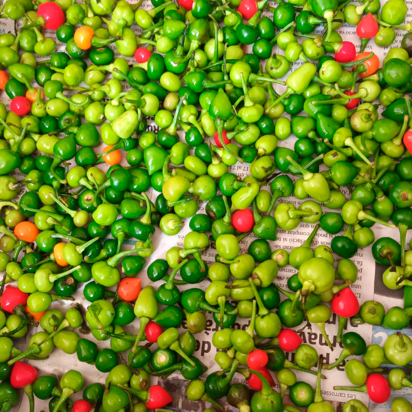 Pimenta Bode natural(500gr.)MIX VERDE/VERMELHA