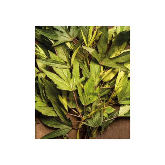 Vinagreira(Cuxá) manojo