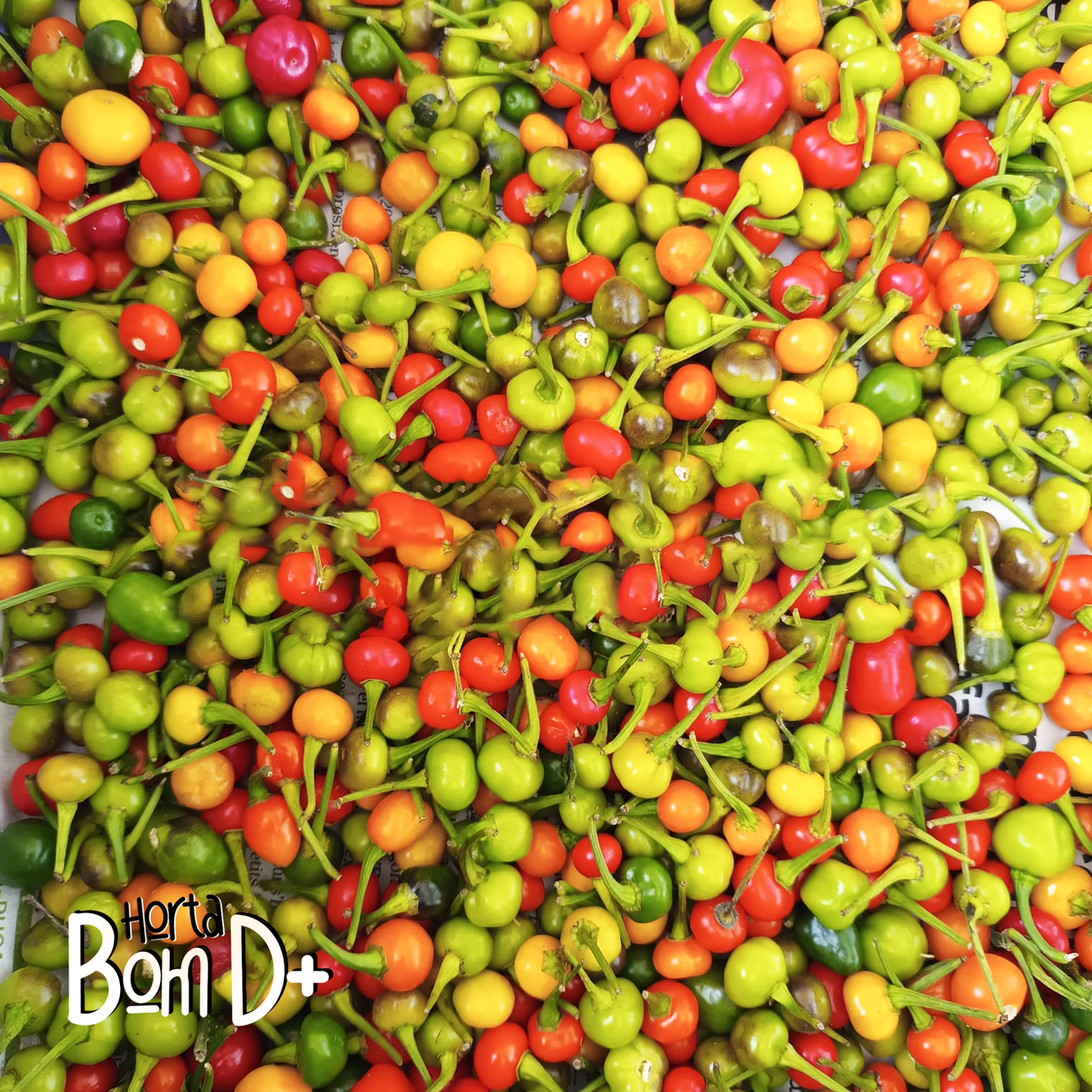 Pimenta Bode natural(500gr.)MIX VERDE/VERMELHA